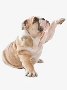 bulldog ingles temperamento
