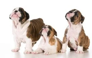 bulldog inglês temperamento
