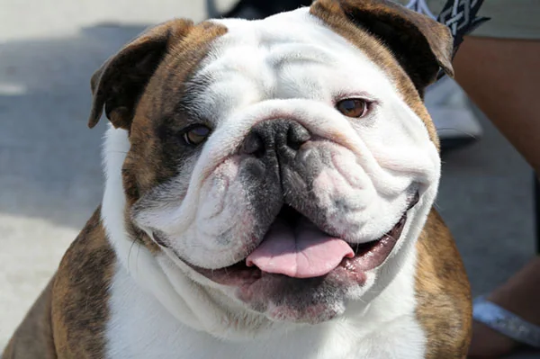 nome para bulldog Inglês